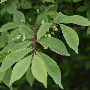 Euonymus alatus 'Compactus' 100-125 cm